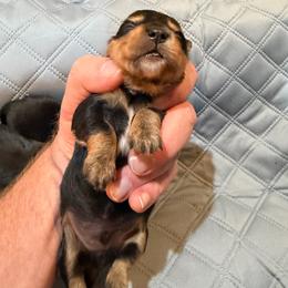 Dingo - Black and tan male Dachshund puppy in Florence County, South Carolina from Modern Family Standards
