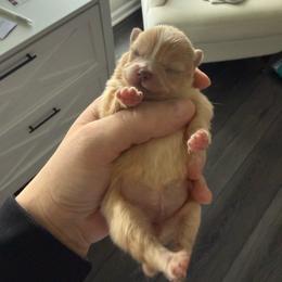 Female- light pink - Cream sable parti female Pomeranian puppy in Cheektowaga, New York from Buffalo Pomeranians 716