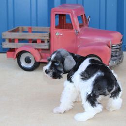 FLORIDA - Parti female Miniature Schnauzer puppy in Lufkin, Texas from Texas Lil Cowdogs