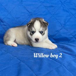 Willow boy 2 - Gray and white male Siberian Husky puppy in Ocala, Florida from Florida Husky Puppies