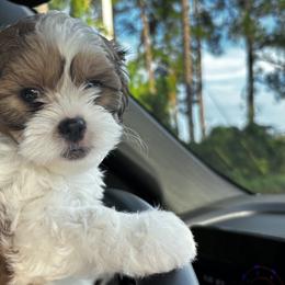 Biscuit - Brindle and white female Mal-Shi puppy in Yulee, Florida from Malshipoos
