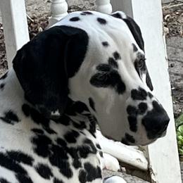 Apollo - Dalmatian