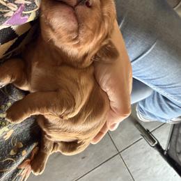 Cavalier King Charles Spaniel Puppies from 5dubs Cavaliers