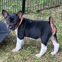 Indi - Black white and tan female Rat Terrier puppy in Canandaguia, New York from Mary ann Whipple's Old Dominion Terriers