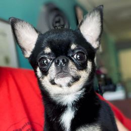 Bowser - Chihuahua