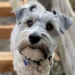 Miniature Schnauzers from Peggy's Miniature Schnauzers