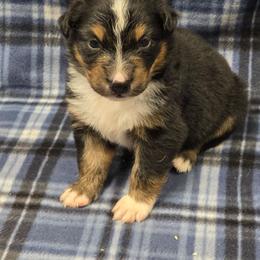 Lilly - Black tri female Miniature Australian Shepherd puppy in Leonard, Texas from Tin Roof Aussies