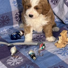 Boy 2 gray collar - Red male Bernedoodle puppy in Cody, Wyoming from Yellowstone Breeders