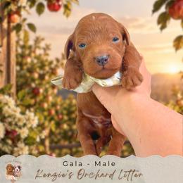 Gala - Red  male Goldendoodle puppy in Norcross, Georgia from Teddy Puppies