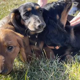 Cavalier King Charles Spaniel and Dachshund Puppies from Cavalier Companions CO.
