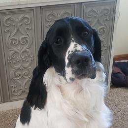 Hunter - English Springer Spaniel