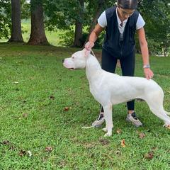 Chapo - White male Dogo Argentino puppy in Kings Mountain, North Carolina from Dogos Casa Monarca