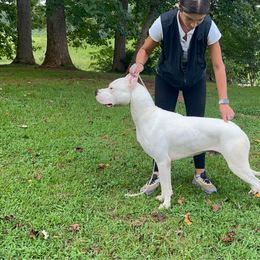 Chapo - White male Dogo Argentino puppy in Kings Mountain, North Carolina from Dogos Casa Monarca