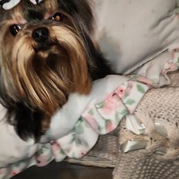 Yorkshire Terrier All Grown Up from Reese's Angelface Yorkies