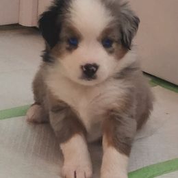 Australian Shepherd Puppies from Twist'n Tops Farm & Kennel