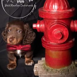 Dachshund Puppies from Bald Mountain Dachshunds