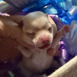 Fuji - Blue fawn male Chihuahua puppy in Seneca, Missouri from Stephanie’s Puppy Colony