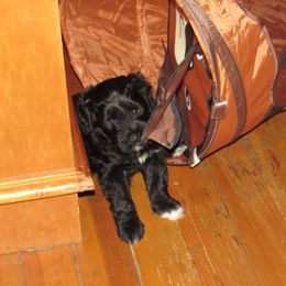 Portuguese Water Dog Puppies from Topsail PWDs