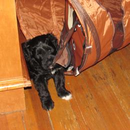 Portuguese Water Dog Puppies from Topsail PWDs