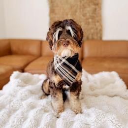 Coast - Australian Labradoodle