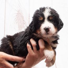 Lilac Collar Male - 5000 - Black rust and white male Bernese Mountain Dog puppy in Collinsville, Texas from Berner Dynasty