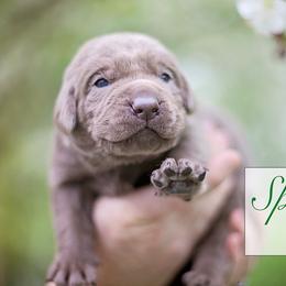 Labrador Retriever Puppies from Sagey Acres Farmette and Labs