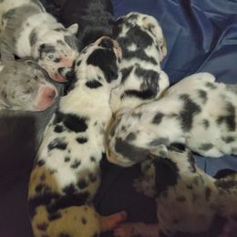 Great Dane Puppies from Titans Legacy Danes