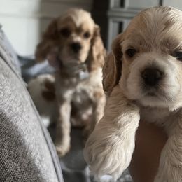 Cocker Spaniel Puppies from Inspirational Treasures