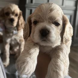 Cocker Spaniel Puppies from Inspirational Treasures