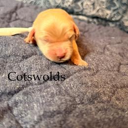 Costwolds - Buff male Cockapoo puppy in Alexandria, Alabama from Bright and Beautiful Cockapoos and Doodles
