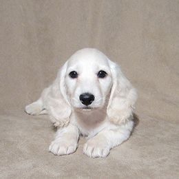 Dachshund Puppies from Doxie Waggin Tails