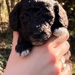 Goldendoodle Puppies from Our Darling Doodles