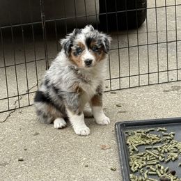 BMF1 - Blue merle female Australian Shepherd puppy in Washington, Indiana from Bombshell Australian Shepherds