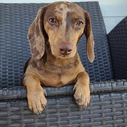 Nova - Dachshund