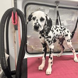 Cosmo - White and black male Dalmatian puppy in Westworth Village, Texas from Bri’s Spot Garden - Glasscock Dalmatians