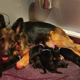 German Shepherd Puppies from Von WestLynn German Shepherds