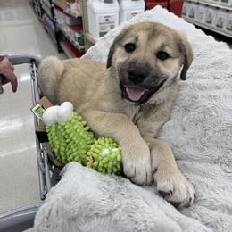 Anatolian Shepherd Dog Puppies from Mcginnis Guardian Dogs