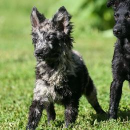 Cielo - Black merle female Mudi puppy in Gatlinburg, Tennessee from Greenbrier