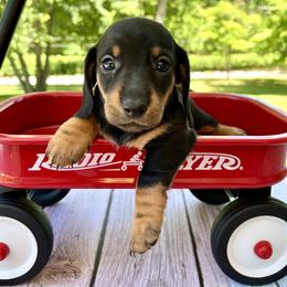 Espresso AKC - Black and tan female Dachshund puppy in Hendersonville, North Carolina from Snarky Doxy Miniature Dachshunds