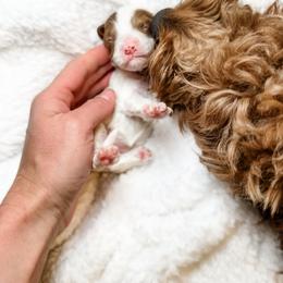 Australian Labradoodle, Bernedoodle, and Cavapoo Puppies from Doodles of Oz