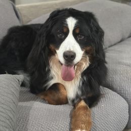 Mattie - Bernese Mountain Dog