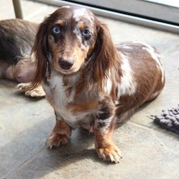 Daisy - Dachshund