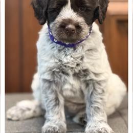 Miss Purple - Chocolate female Australian Labradoodle puppy in Wake Forest, North Carolina from Lucky Country Labradoodles