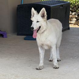 Berger Blanc Suisse and German Shepherd Puppies from Scenic Creek German Shepherds and White Swiss Shepherds