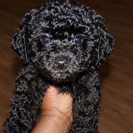 Snickers - Black male Poodle puppy in Lancaster, South Carolina from Semone’s Poodles