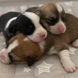 Pembroke Welsh Corgi Puppies from Corgis Hawaii Pleasantstone Aloha Corgis