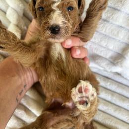 AKC LUKE. (Orange collar) - Red  male Poodle puppy in Dallas, Georgia from West Cobb Dogs