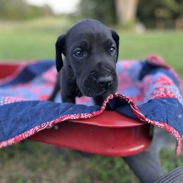 Great Dane Puppies from Oak View Danes