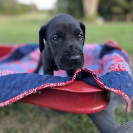 Great Dane Puppies from Oak View Danes