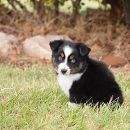 BTM 2 - Black tri male Toy Australian Shepherd puppy in Joshua, Texas from Double M Toy and Mini Aussies
